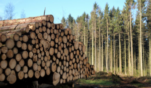 Read more about Pulp and Paper